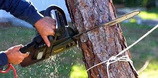 Best Commercial Tree Services  in Country Lake Estates, NJ