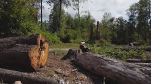 Best Tree Maintenance Programs  in Country Lake Estates, NJ