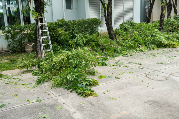Best Tree Cabling and Bracing  in Country Lake Estates, NJ