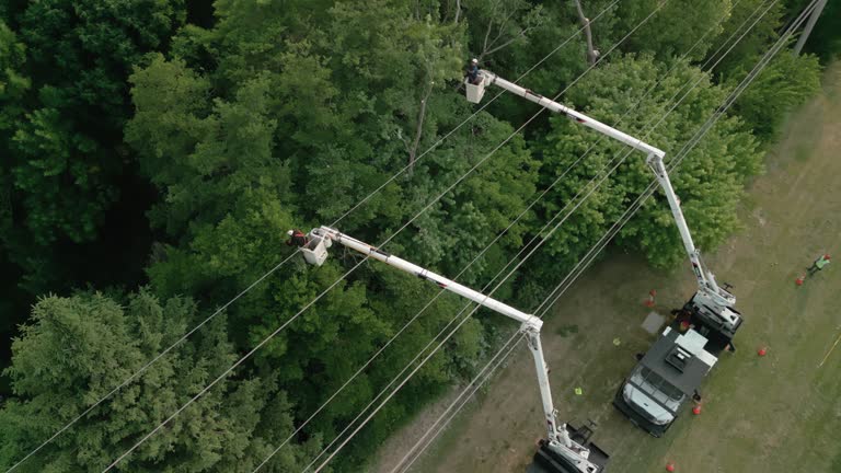 Best Fruit Tree Pruning  in Country Lake Estates, NJ