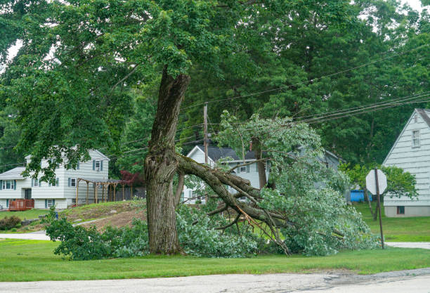 Best Tree and Shrub Care  in Country Lake Estates, NJ
