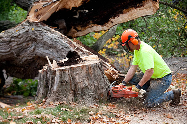 Best Lawn Grading and Leveling  in Country Lake Estates, NJ