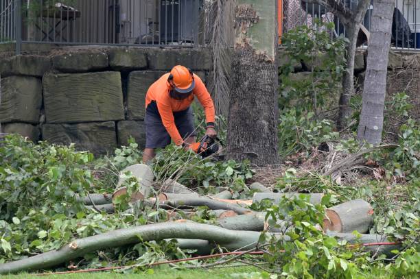 Best Storm Damage Tree Cleanup  in Country Lake Estates, NJ